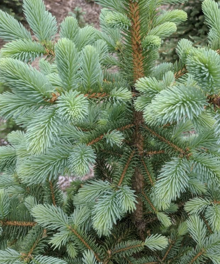 Jones Blue Spruce