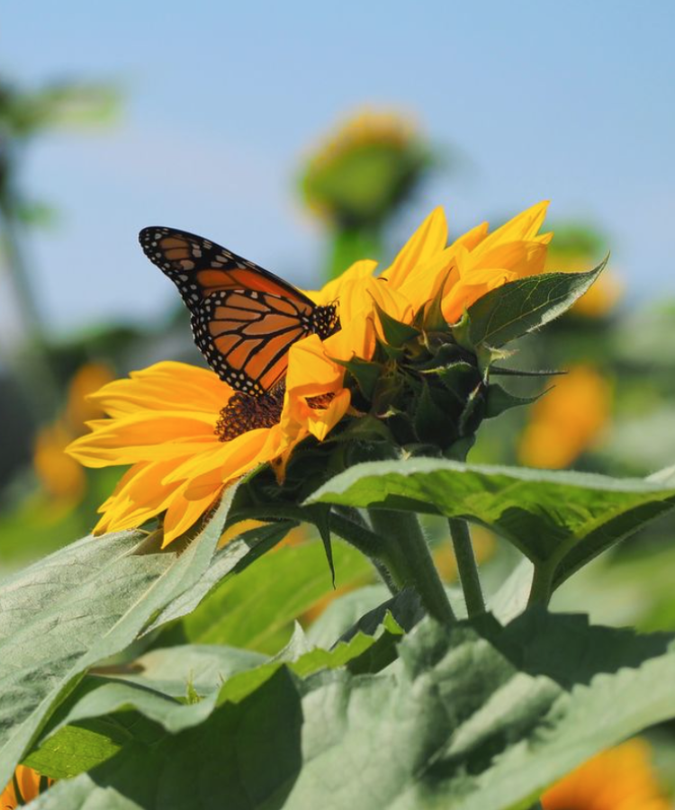 butterfly on fall sunflower