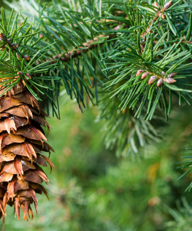 Douglas fir close up