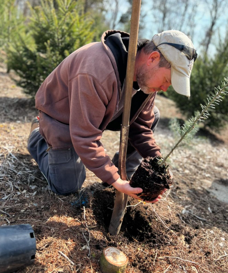 Jamie Jones plants a Christmas tree