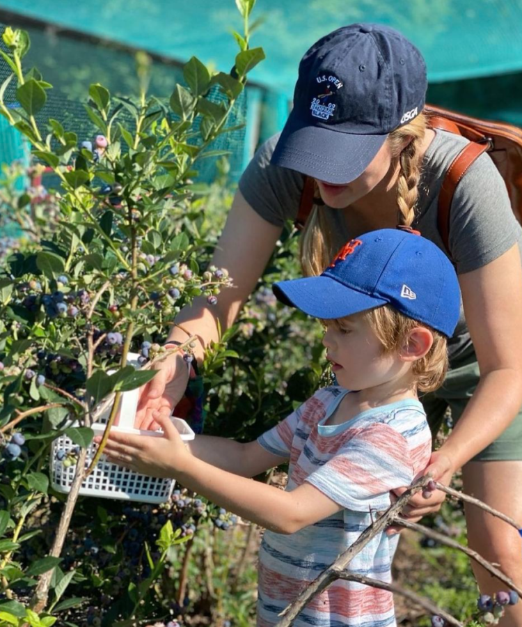 parent and child pick blueberries