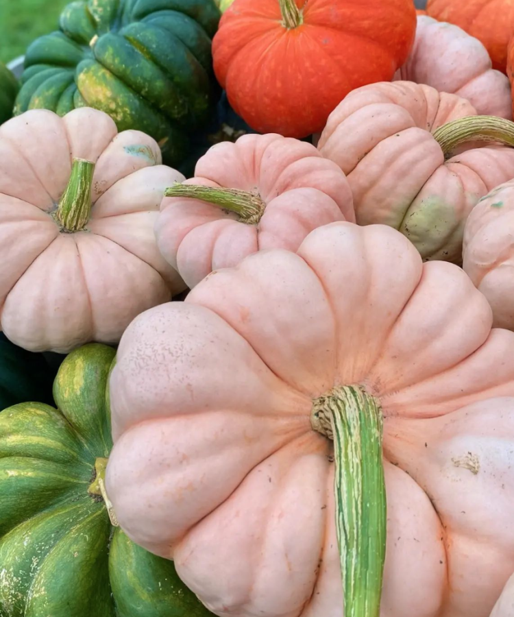 Pink pumpkins