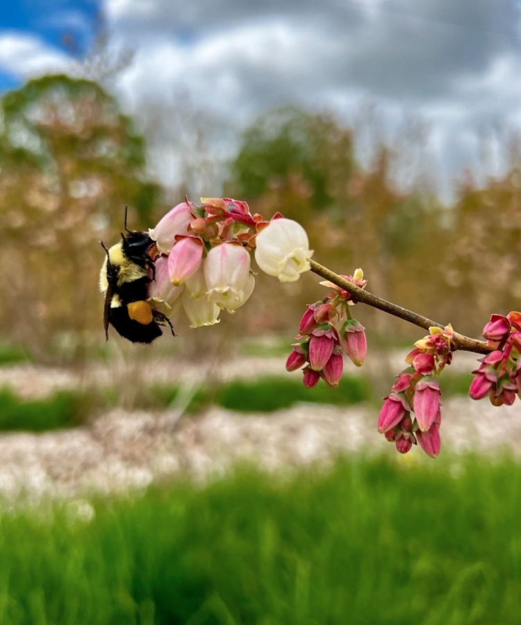 pollinating bee on spring flower