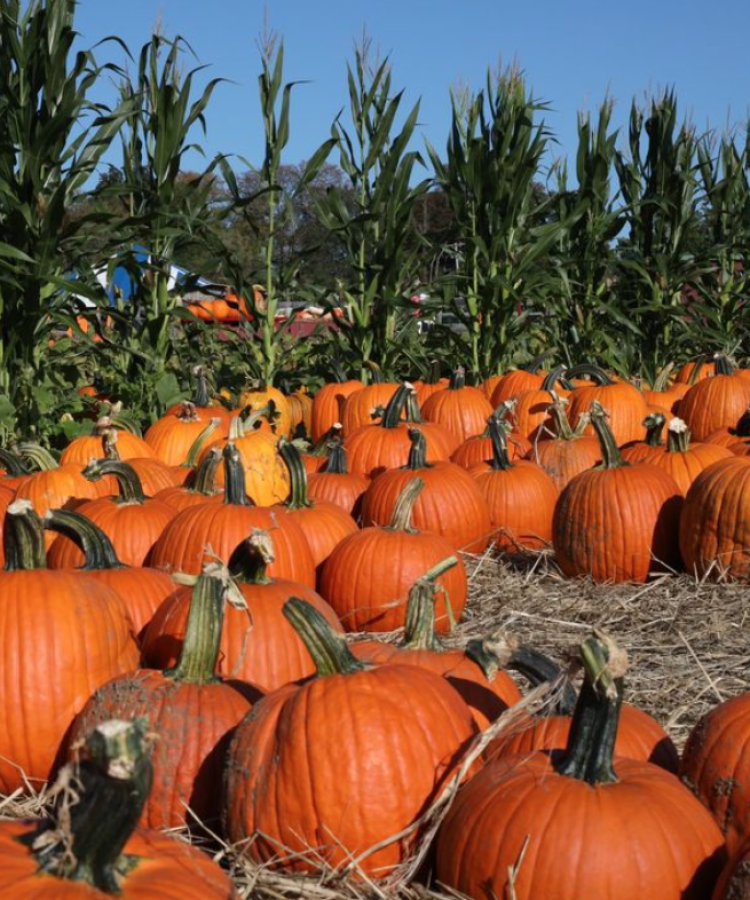 pumpkins and corn