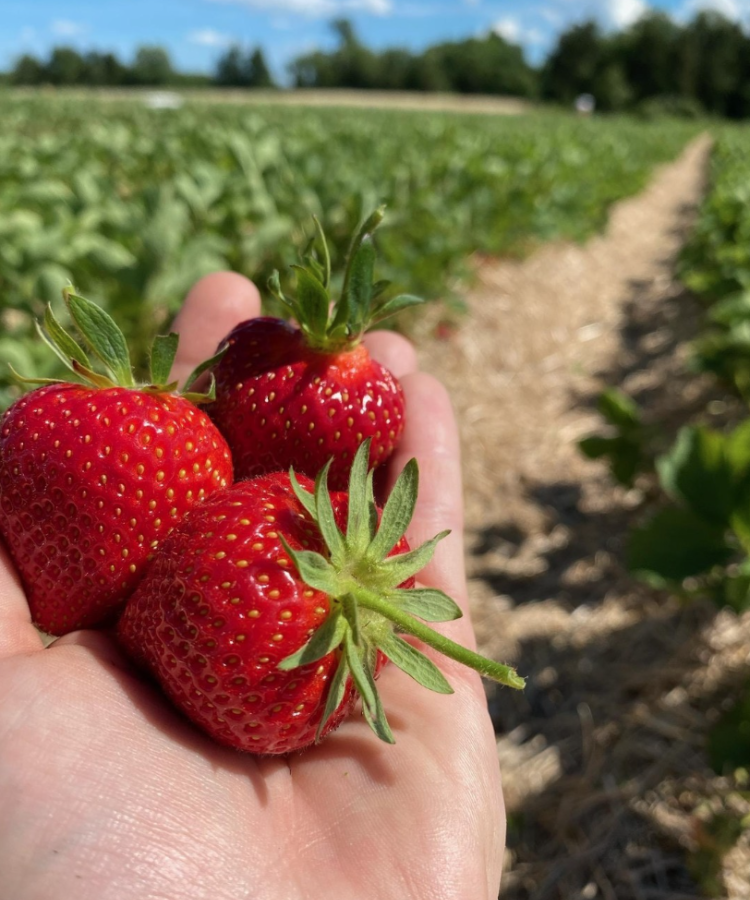 3 strawberries in hand