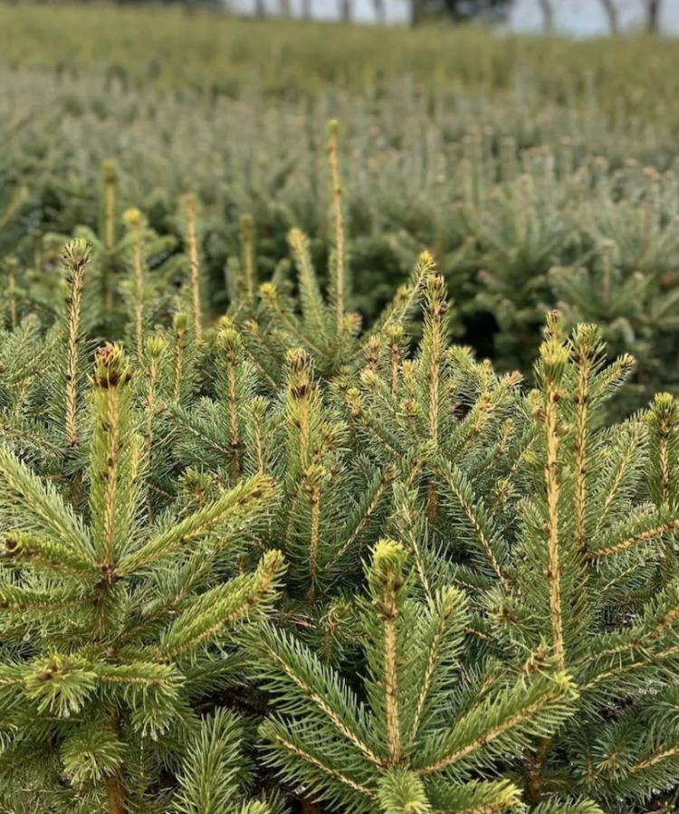 Young trees in the field